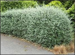 SHRUBS-AND-HEDGES_greenwaylawncare